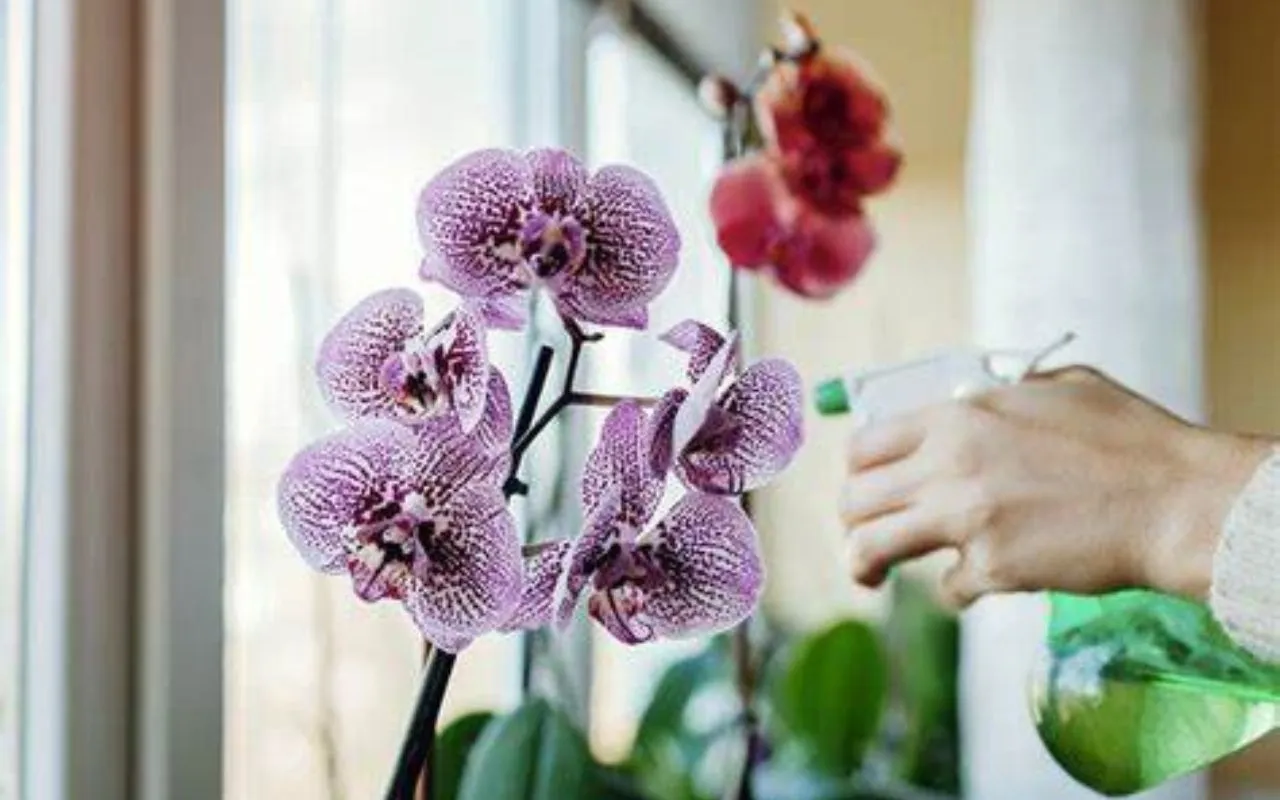 cosa fare se l'orchidea ha le foglie molli