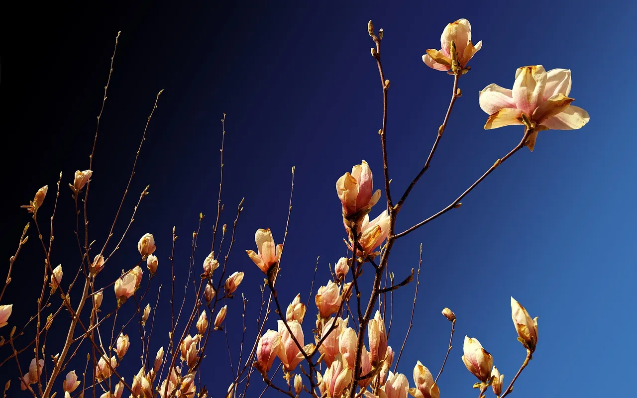 attenzione a come si propagano le magnolie