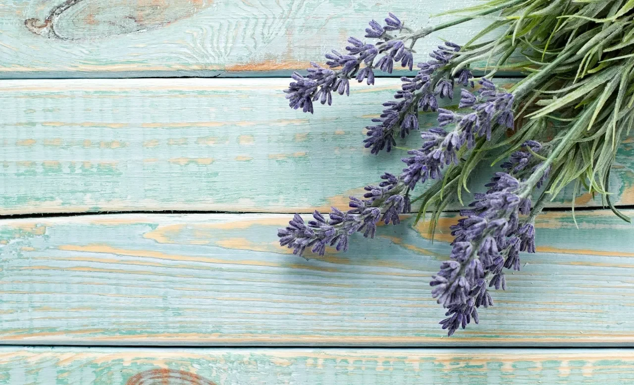 attenzione a non tardare l'irrigazione della lavanda