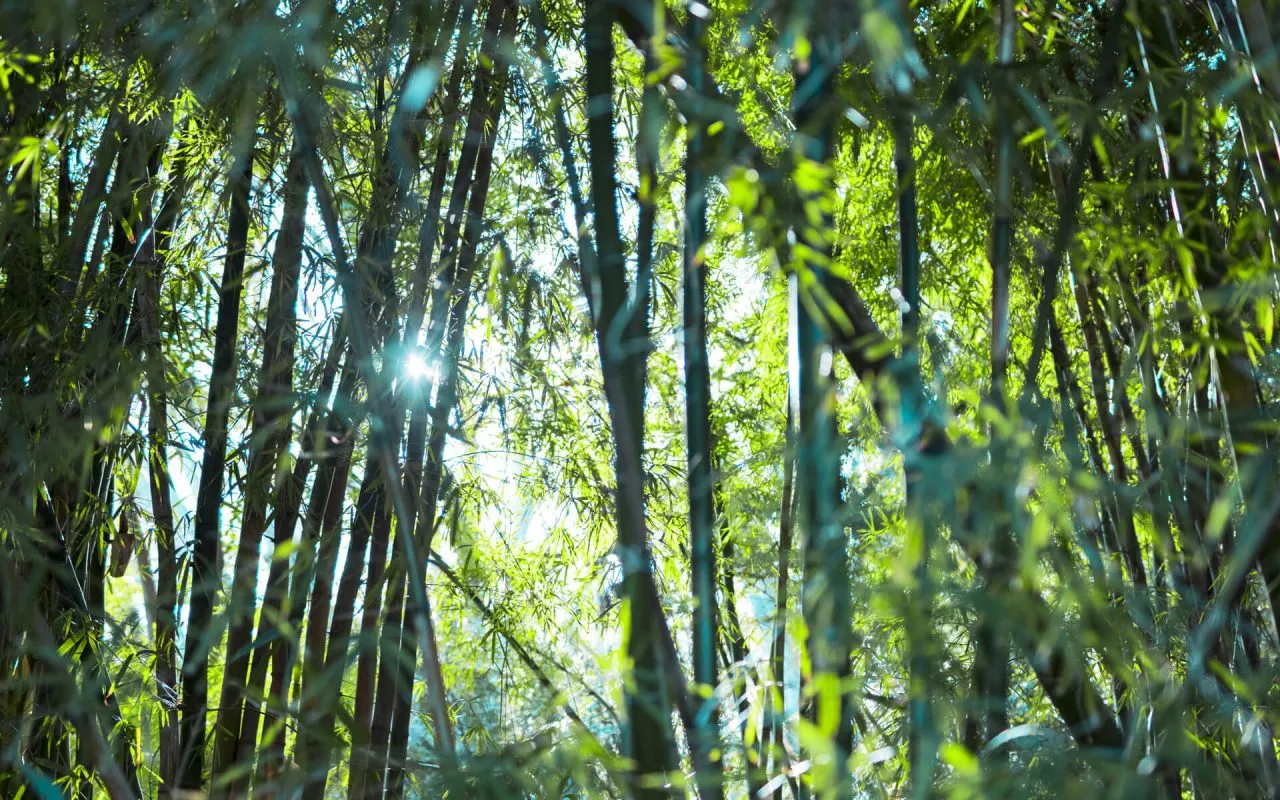 bamboo nero