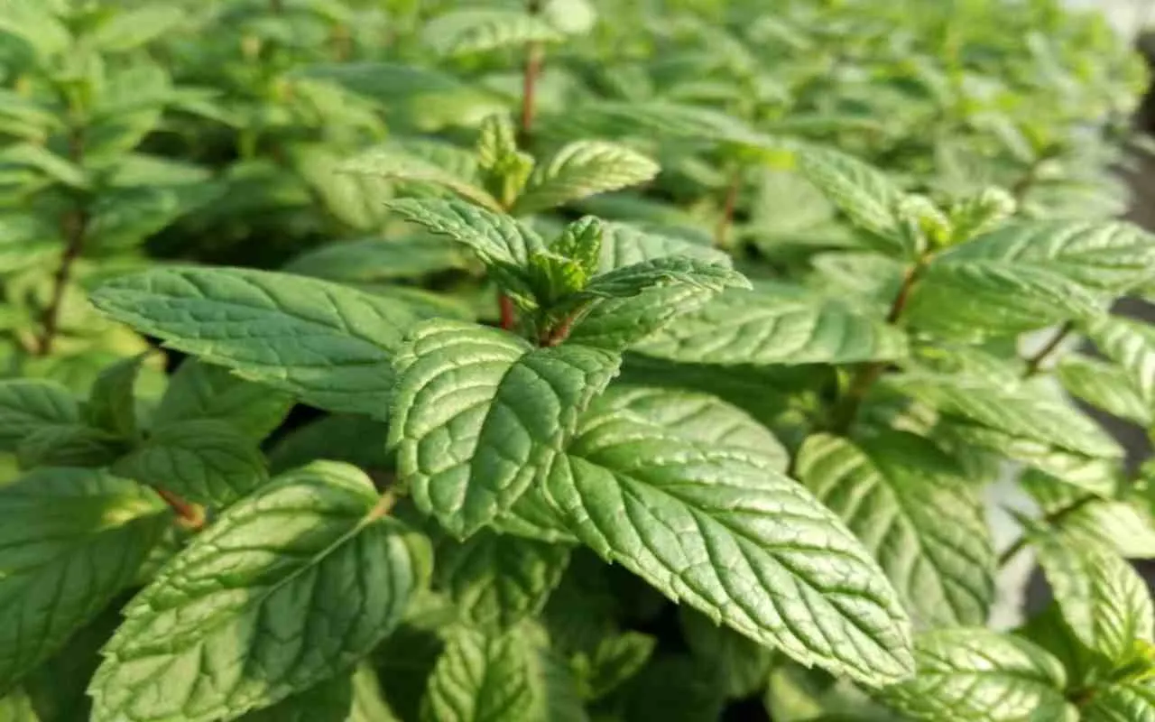 coltivare menta in vaso