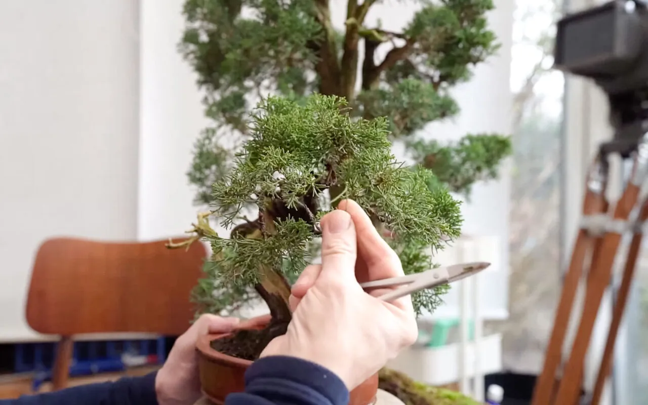 come potare il bonsai per rafforzarlo