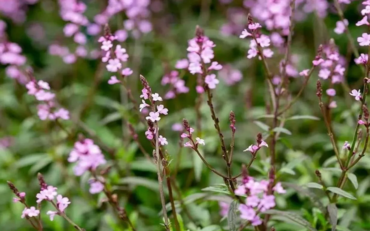 come raccogliere la verbena per uso officinale