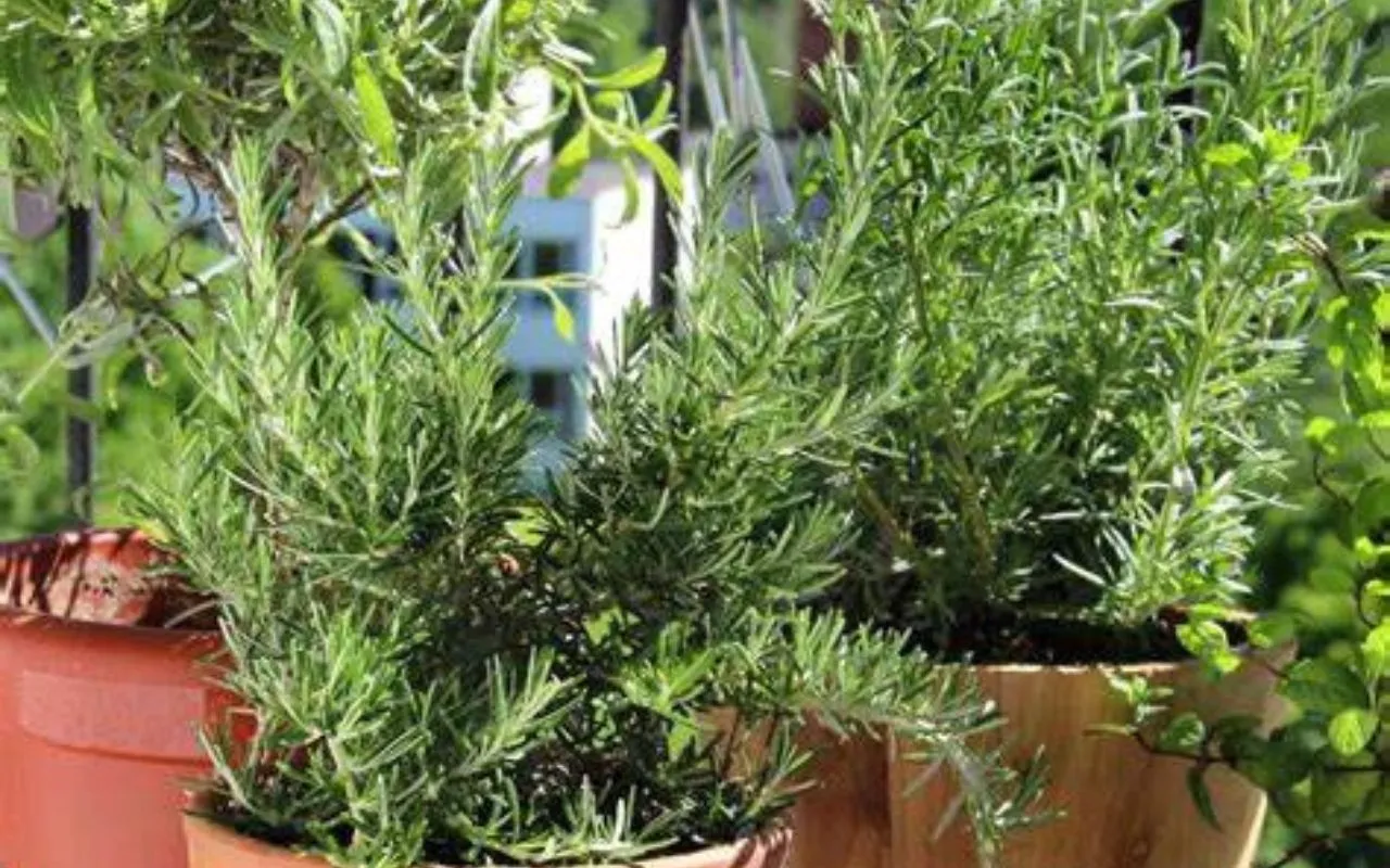 come recuperare il rosmarino appassito