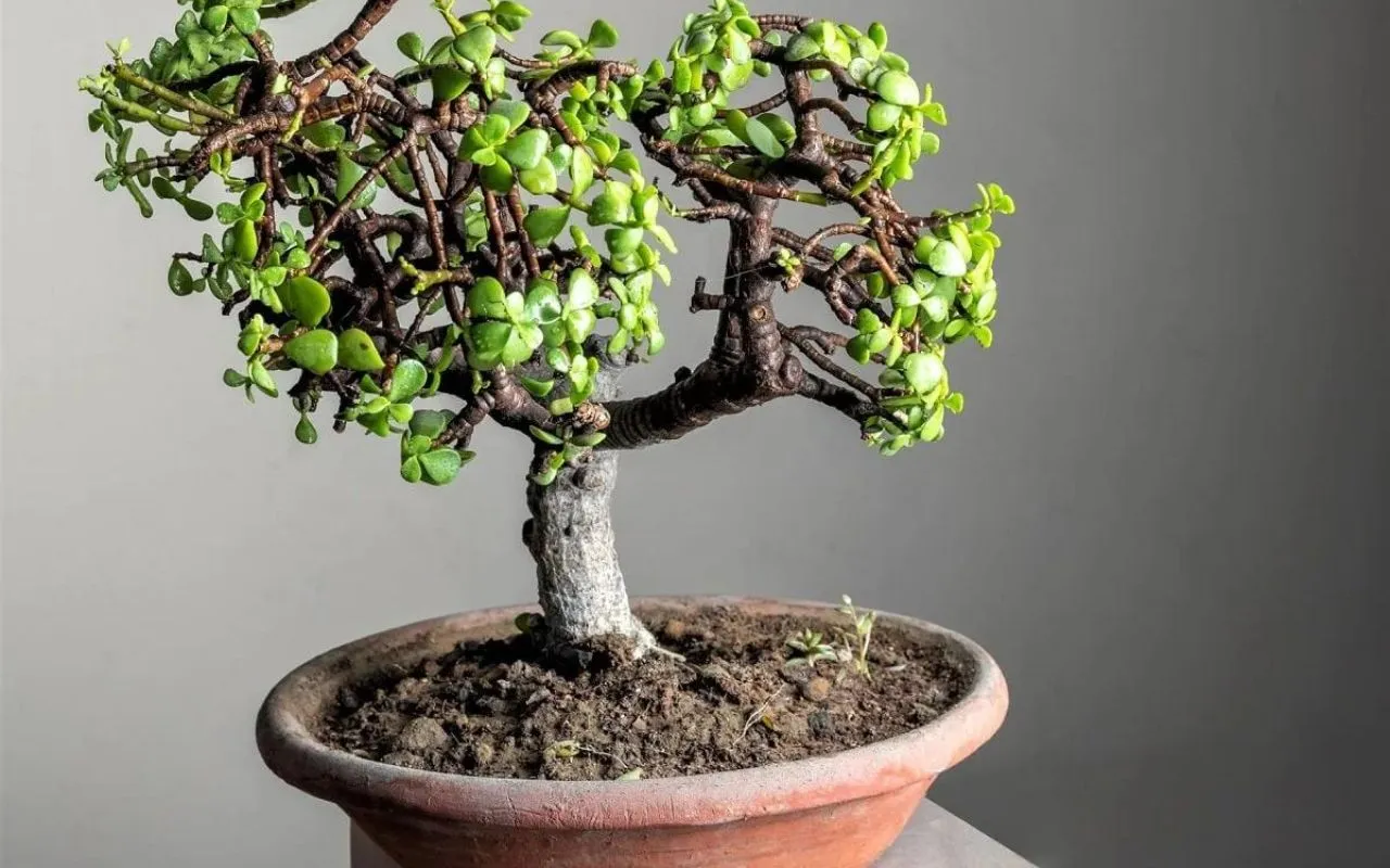 eliminare i parassiti dall'albero di giada