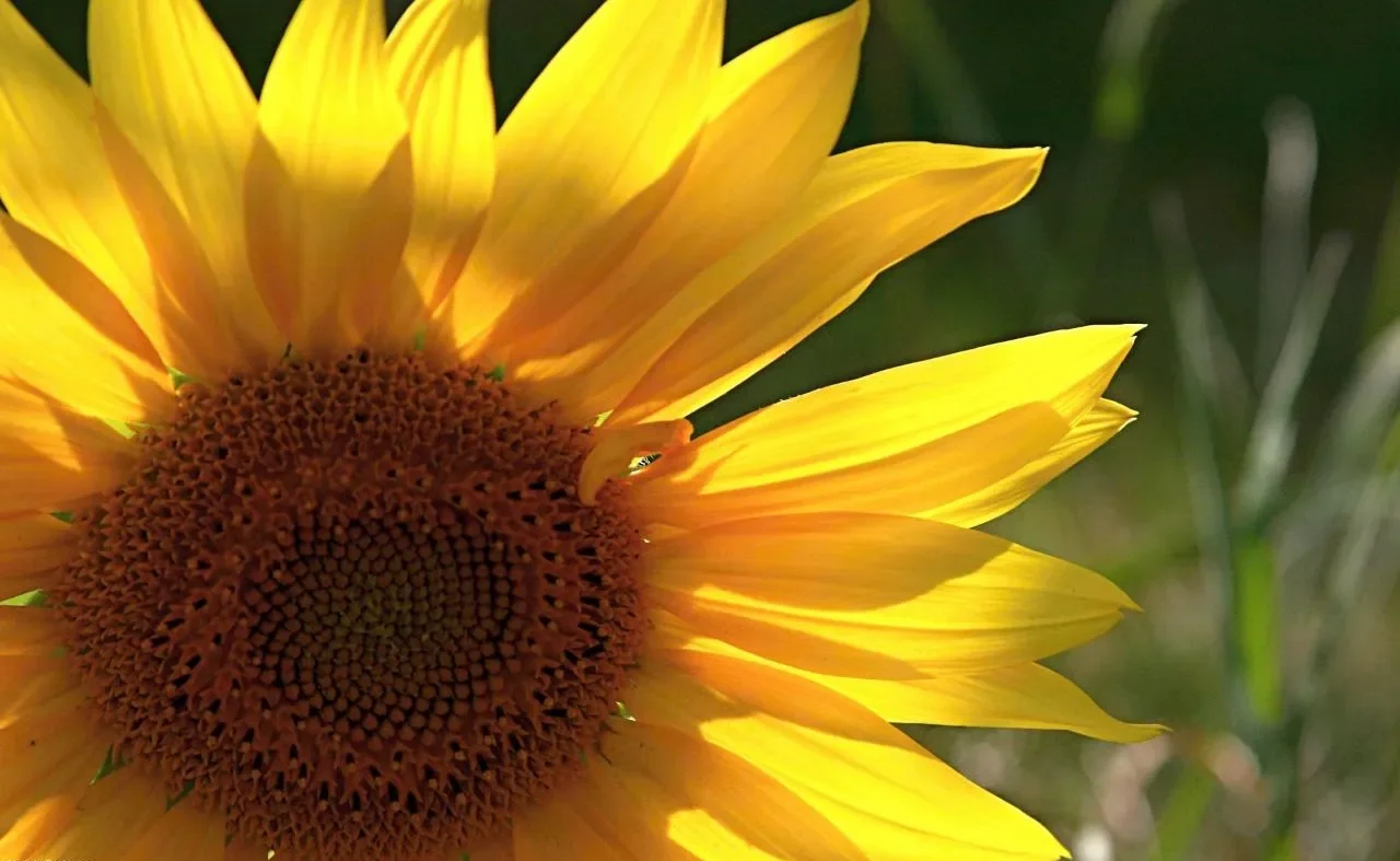 girasoli tutto l'anno in giardino