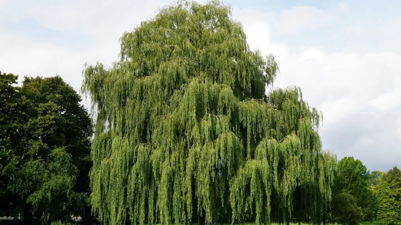 mantenere sempre verde un albero di salice