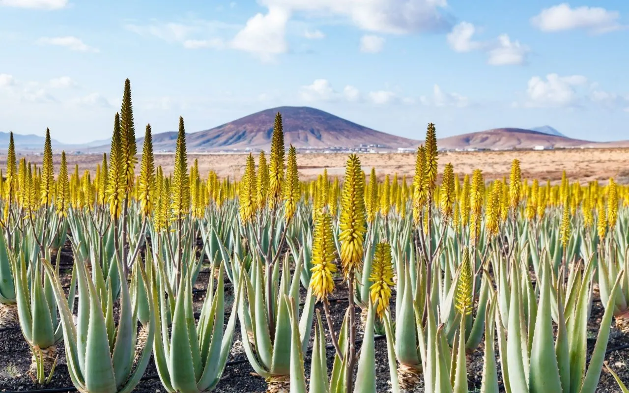miglior terreno per coltivare l'aloe vera