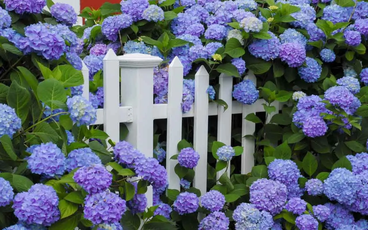 perché l'ortensia è senza fiori