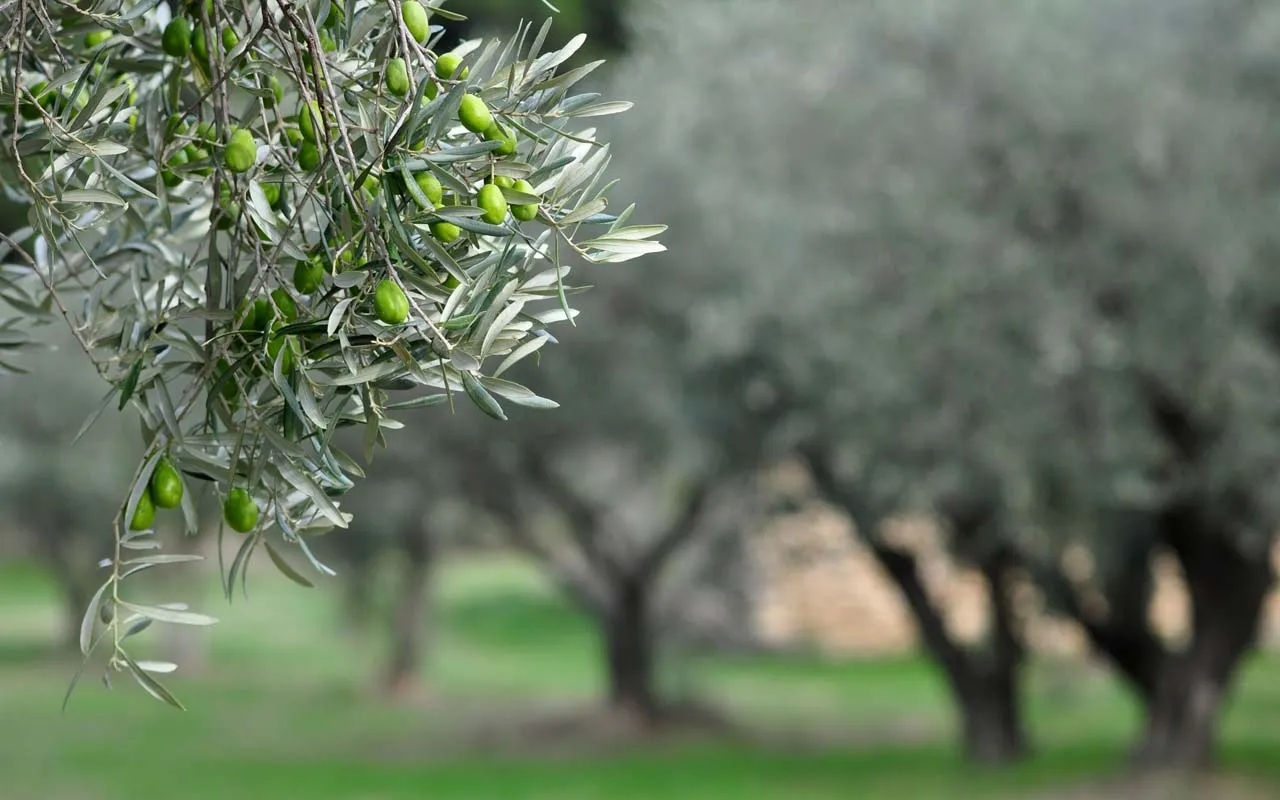 periodo ideale per potare l'ulivo