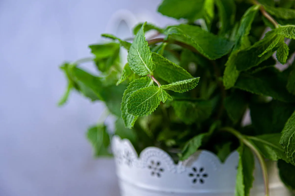 piantare la menta vicino alla finestra della cucina