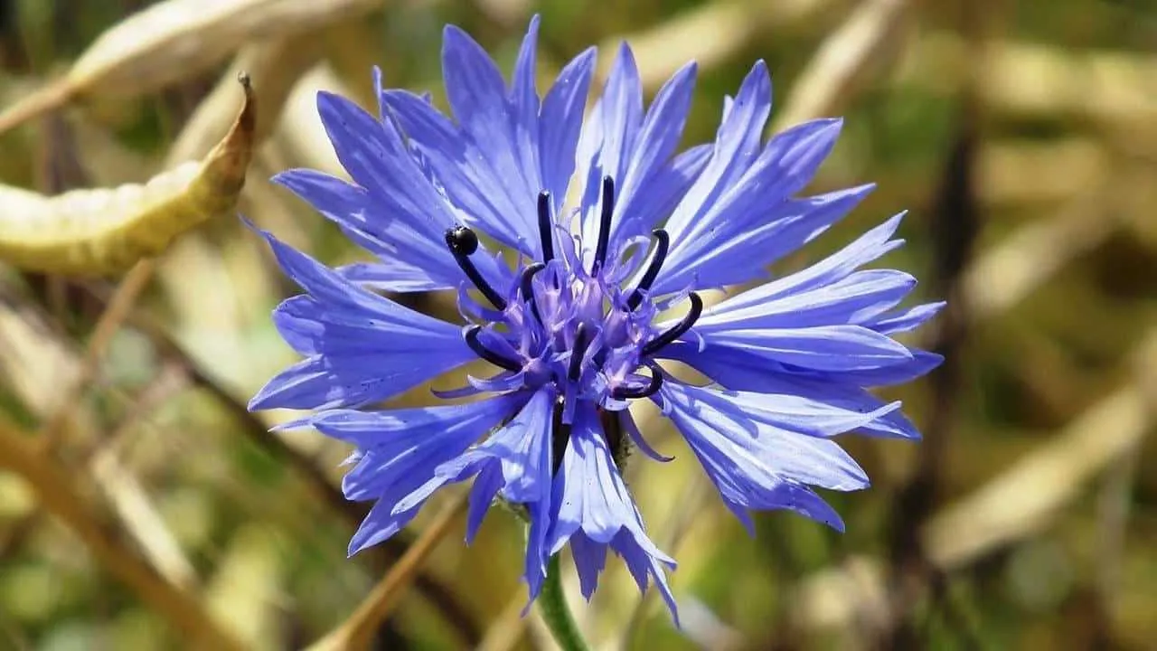 posso coltivare fiordaliso in vaso